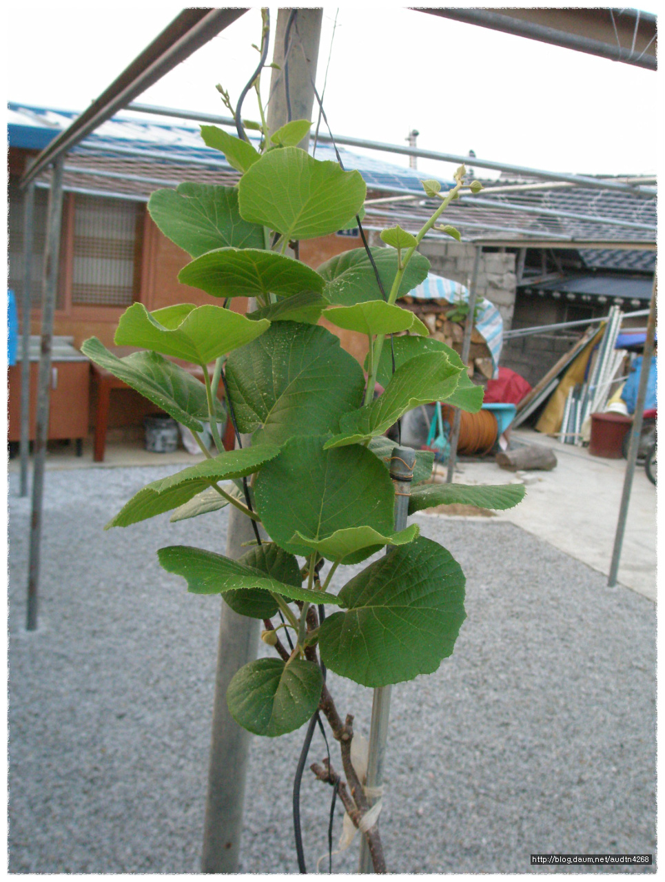 황금마당 이미지
