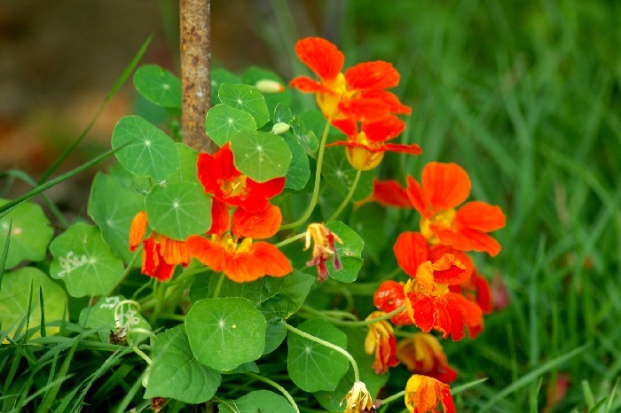 한송이 접시꽃을 피우기 위해 서쪽새는 그렇게  ~~~ ^&*