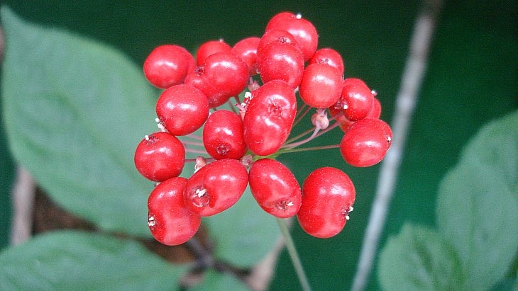 심봤다 이미지