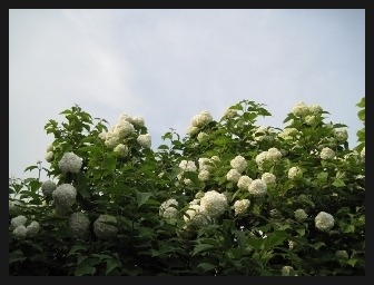 코스옆 불두화 꽃수레 산들국화 단풍/ 수업에서 연습 ,,,