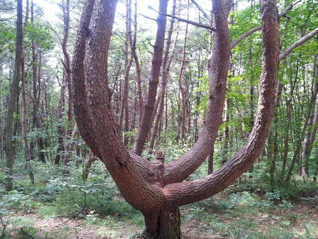작은보현산 산행