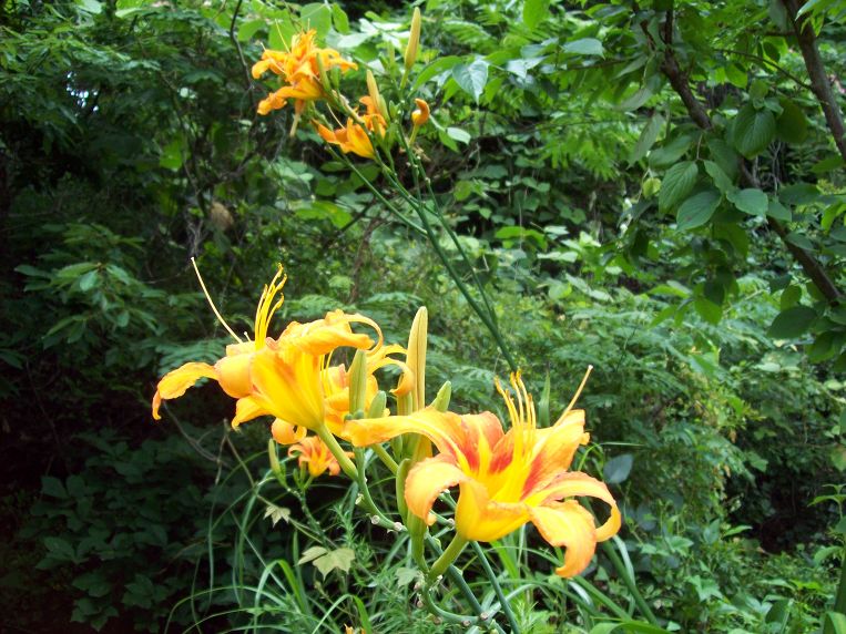 농원의 곷과 도자기 작품들!
