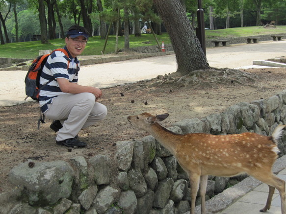 [일본여행] 나라 사슴공원 - 사슴팔자가 상팔자로구나~