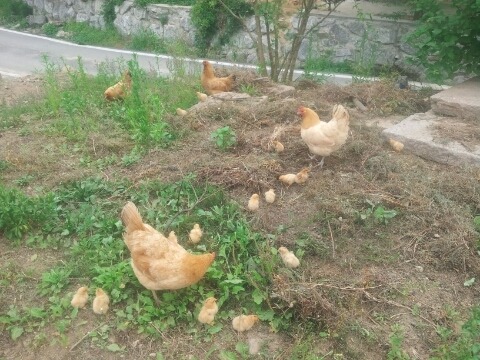 우리집 엄마닭과 병아리들 