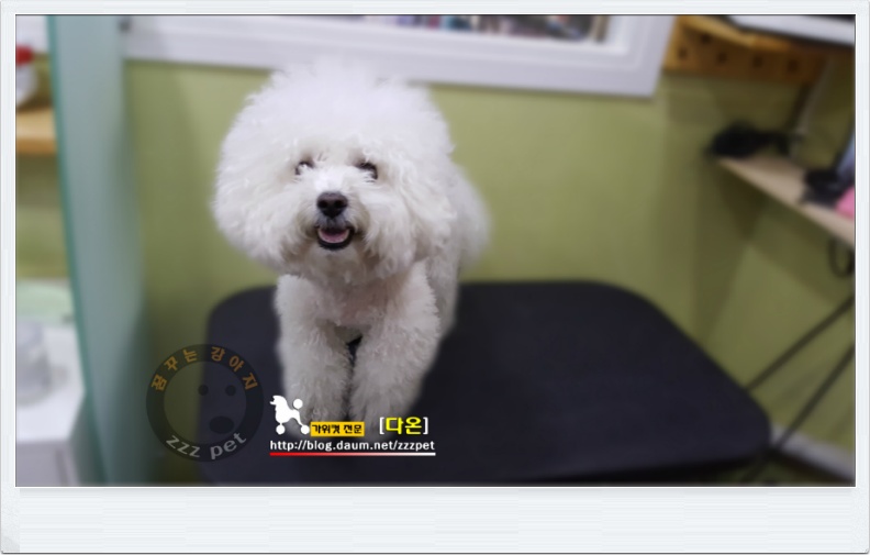 [대전비숑미용] 미용영상-가위컷영상