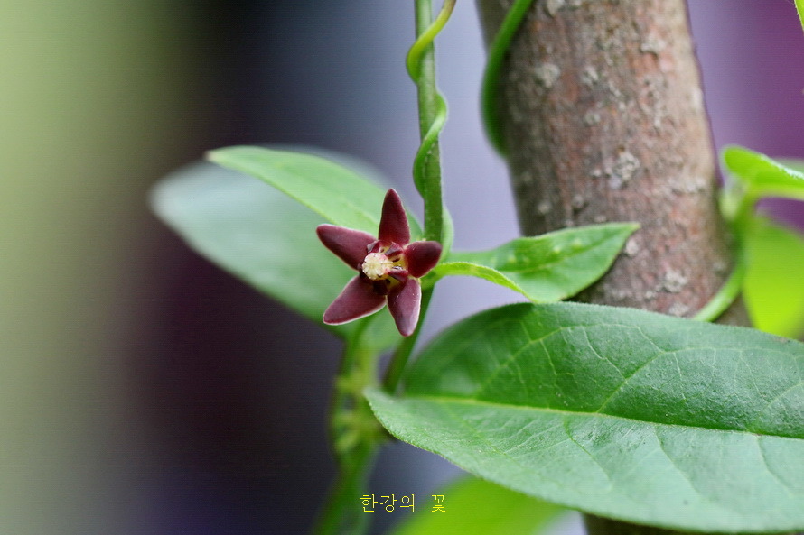흑박주가리