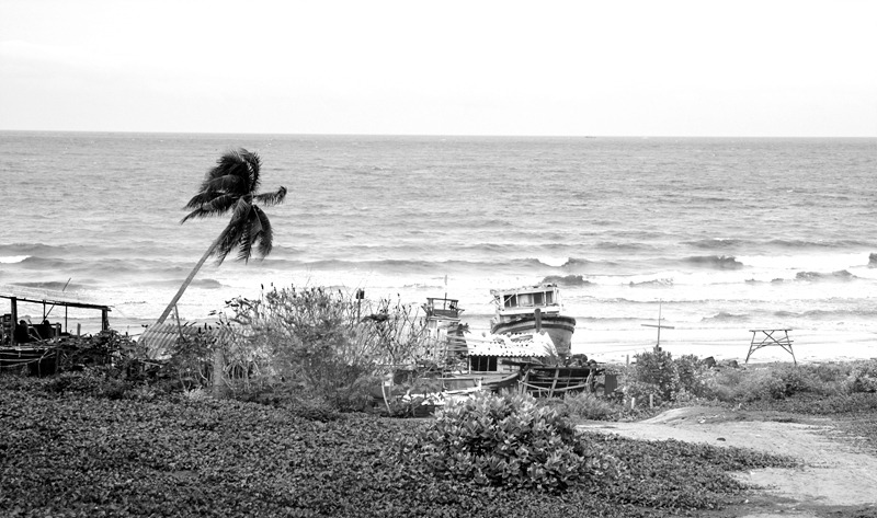 야자수가 보이는 풍경