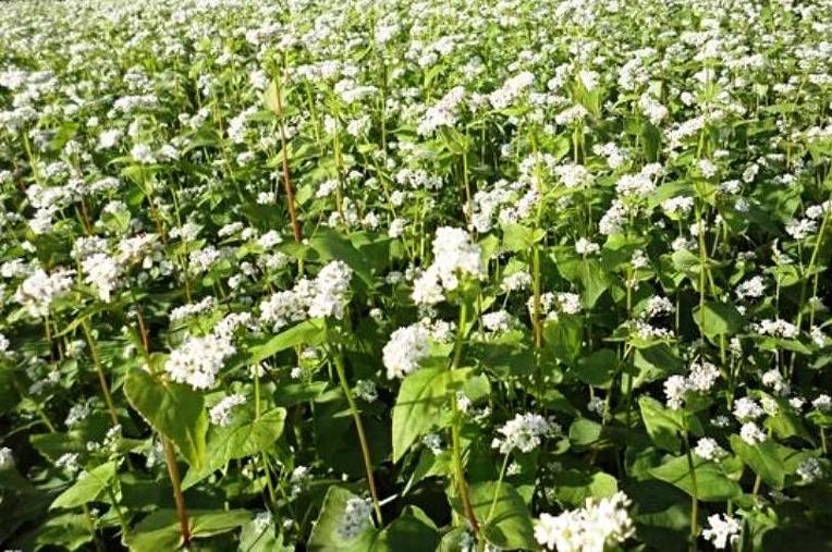 224FD64D5602FD891115BA