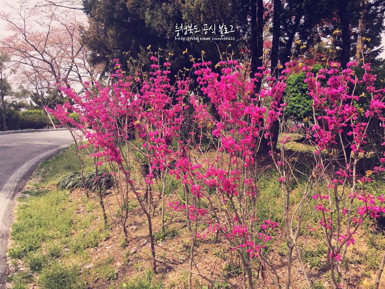 (사진) 충북도청, 충북문화관에 "봄이 왔어요"  