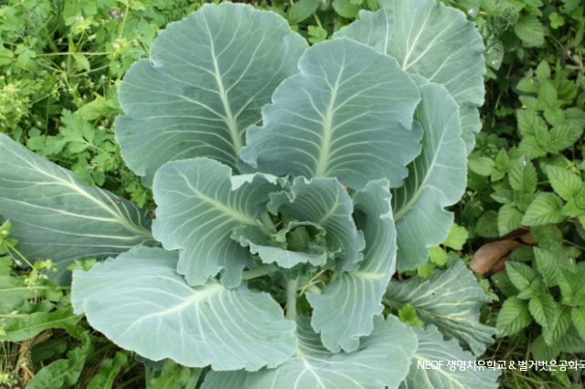 비료와 퇴비, 비닐, 농약, 제초제 없이 자연농 제주의 무경운 밭과 1년 키워 수확하는 양배추- 1