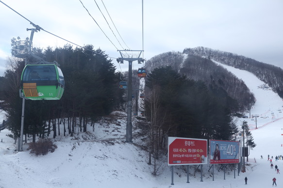 평창천년삼 이미지