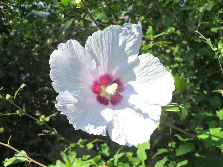 자랑스러운 우리나라에 살고 있어서 영광입니다....무궁화꽃 23종류.인생이란 꿈이라로/오승근