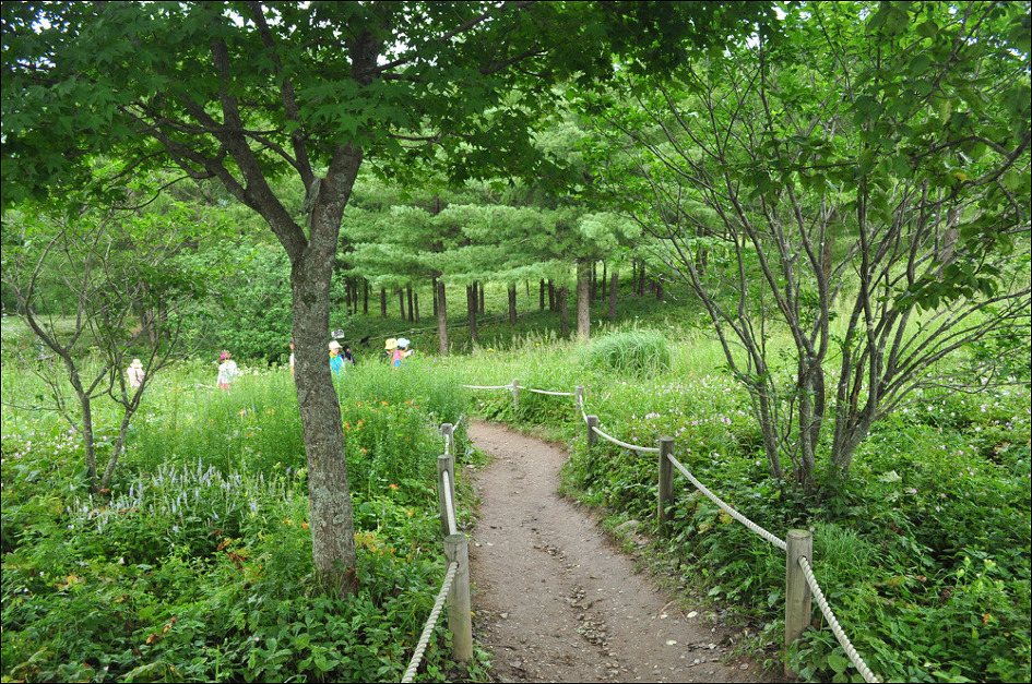 해바라기화원 이미지