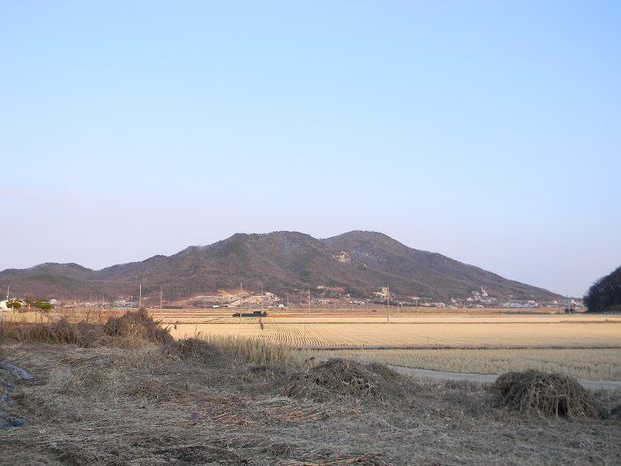 강화도 사기리 탱자나무 