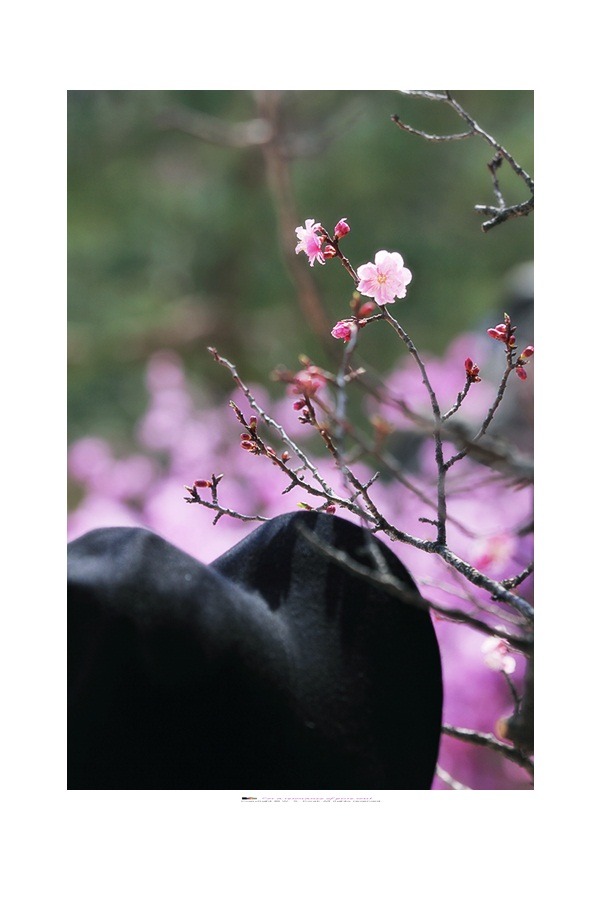 서울 - 만첩홍매(萬疊紅梅)