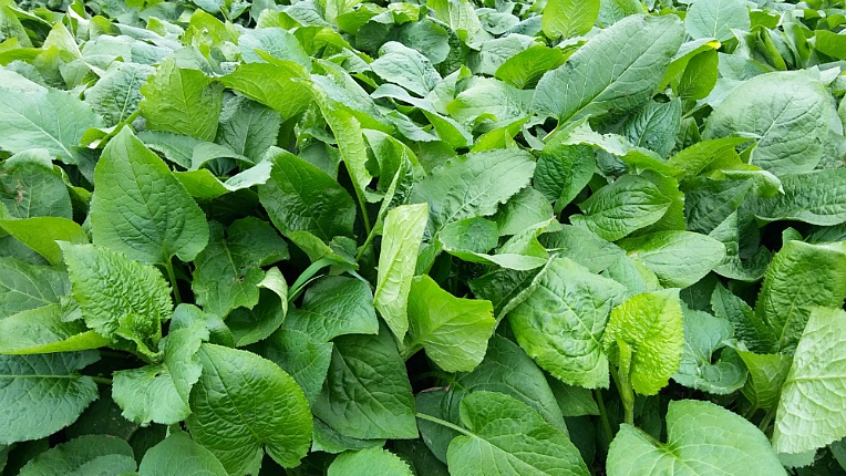 웰빙마트 이미지