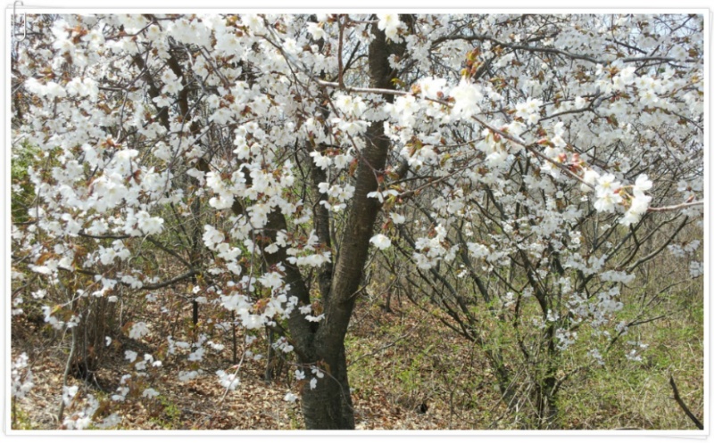 [충북 영동 축제여행] 구름마을 풀쌈축제 5월 18일 토요일