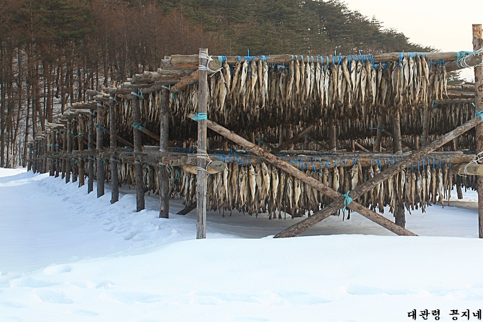 대관령황태 이야기 ...꽁지네 대관령황태,명란젓 판매 개시..