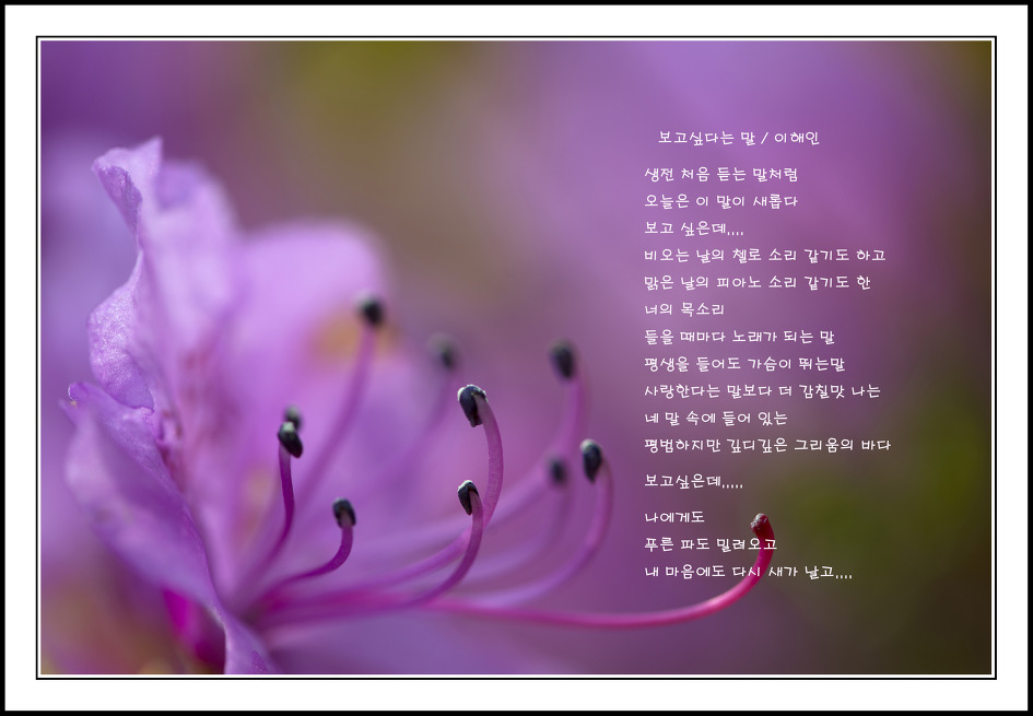 이해인수녀님 .용혜원님 시