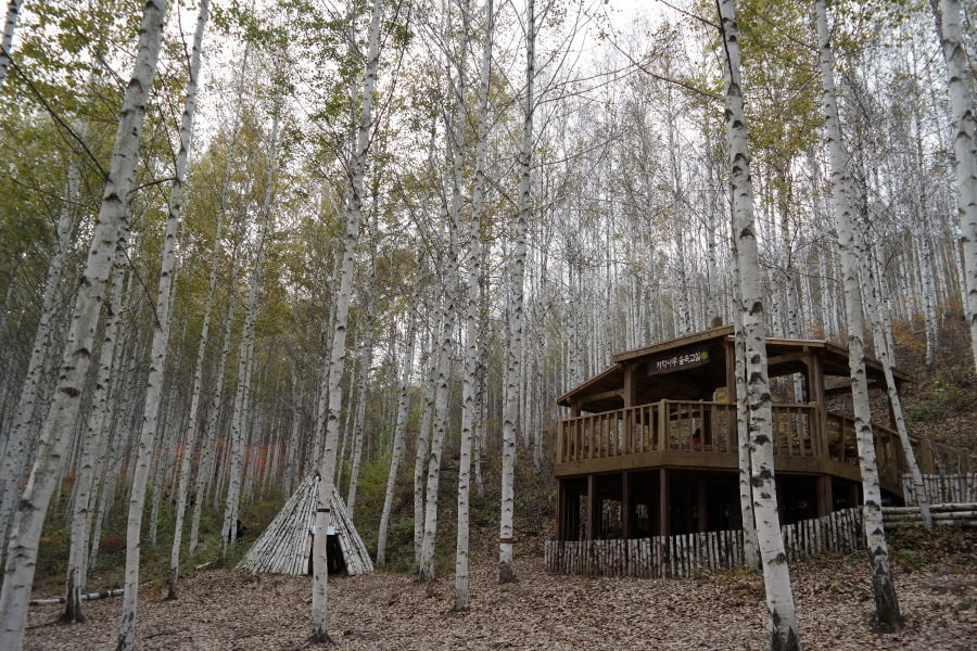 인제 원대리 자작나무 숲