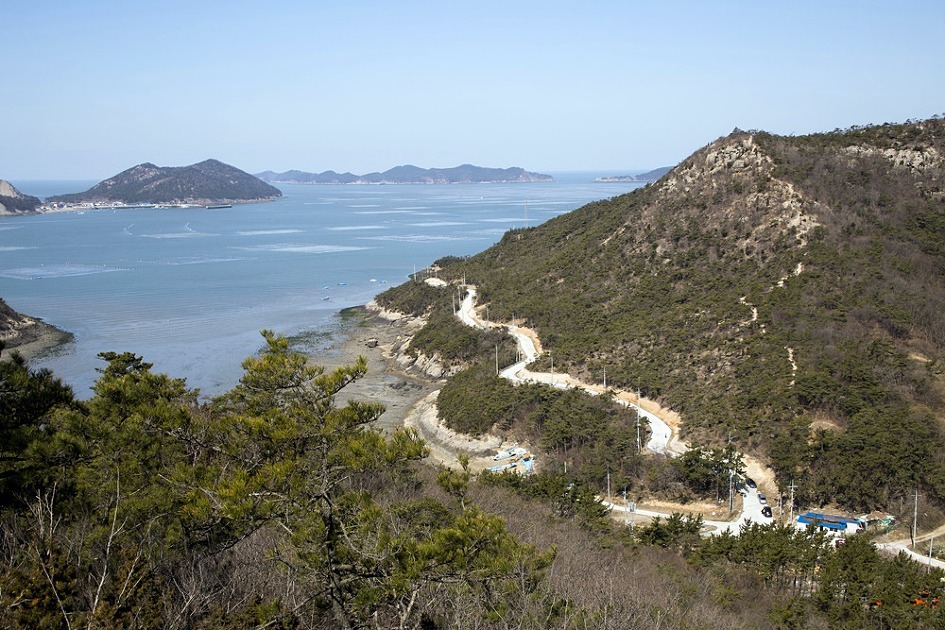 [군산] 신시도 앞산 산자고/산자고 꽃밭에서 놀다
