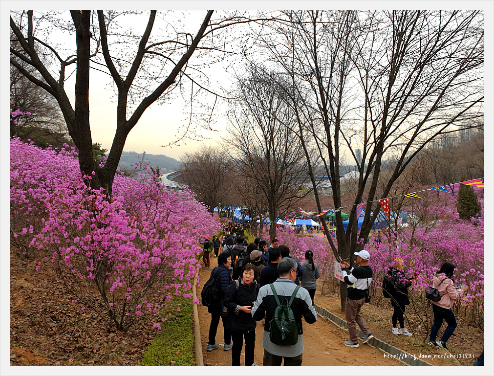 부천 원미산 진달래축제를 가다 ^^