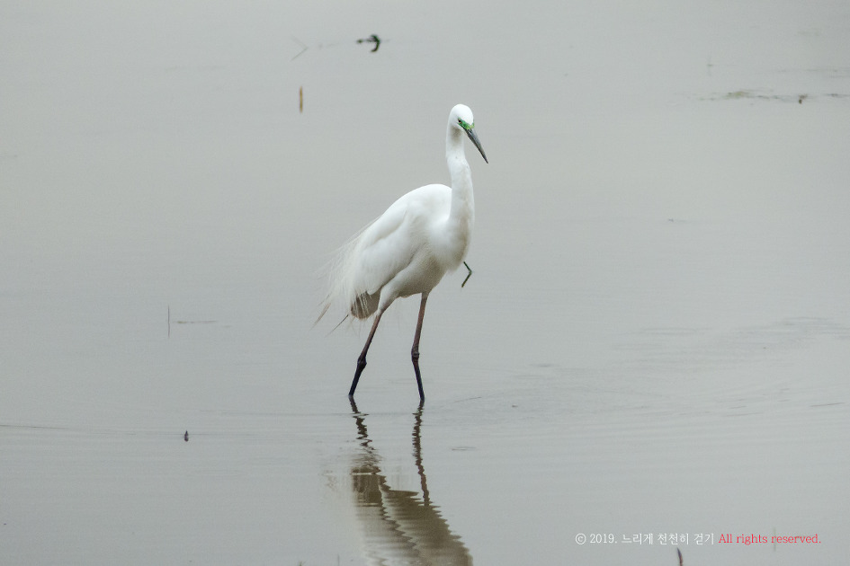 저어새를 다시 보고 왔습니다.