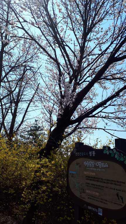 응봉산 개나리축제 한마당