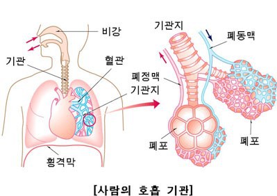 음경,수술 없이도 키울..