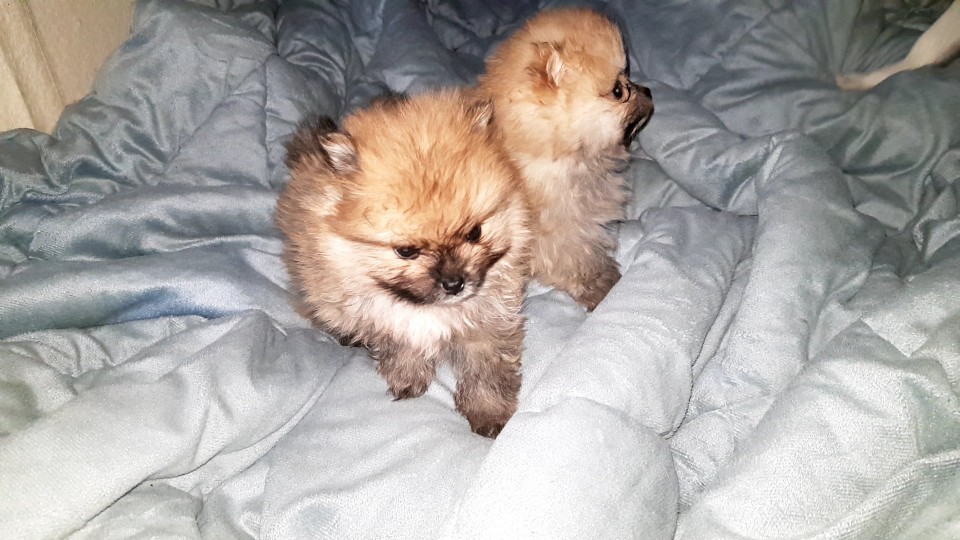 포메라니안 암수 강아지 분양합니다