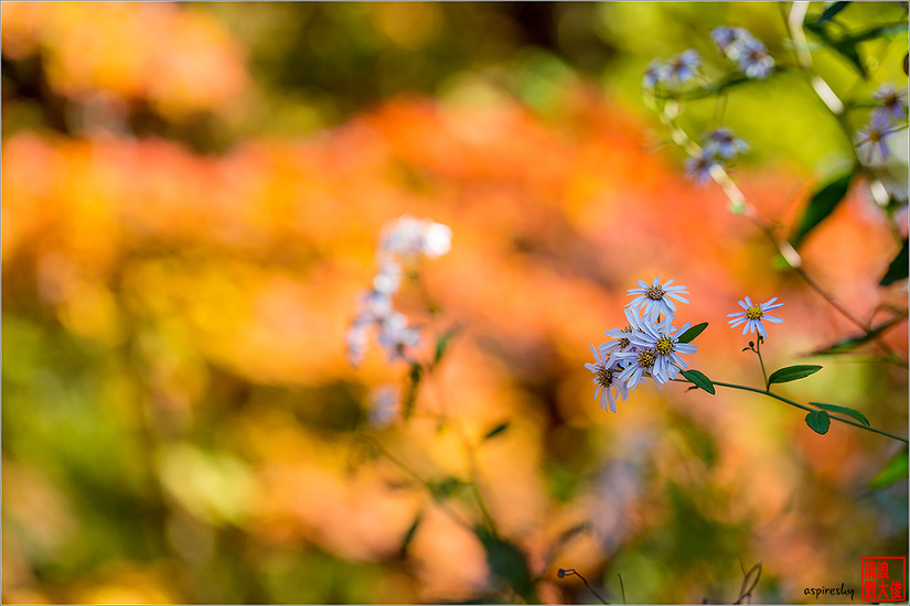 까실쑥부쟁이 外(2018.10.13 삼각산 산길에서)