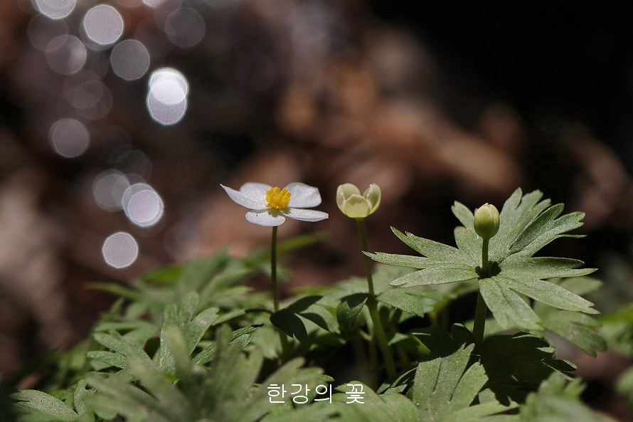 홀아비바람꽃