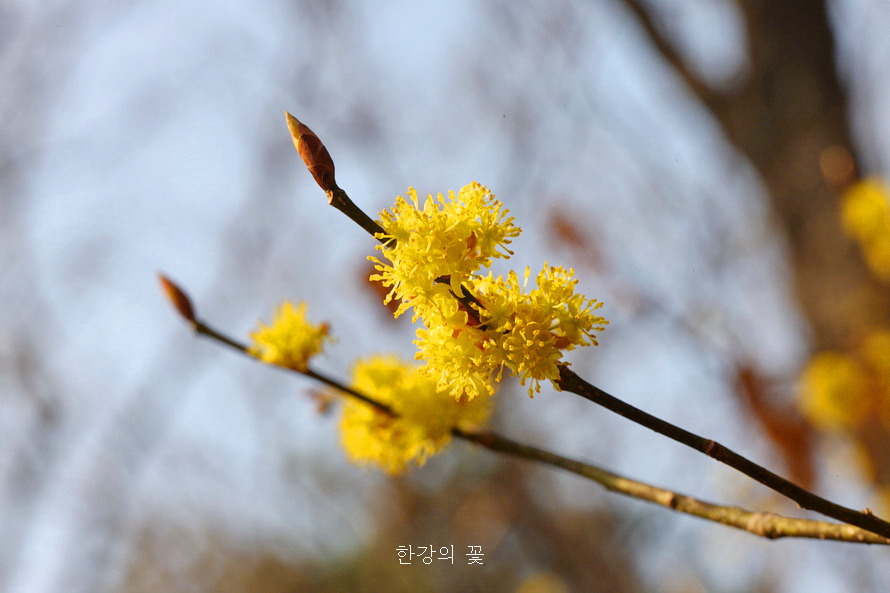 청계산 야생화탐사