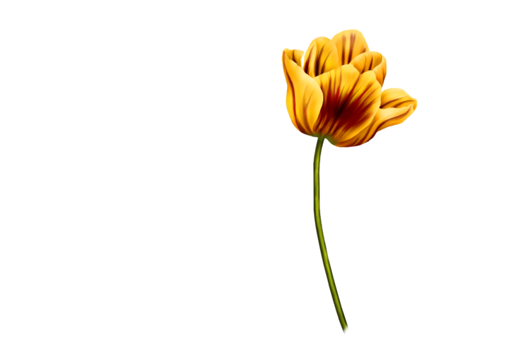 PNG 모음