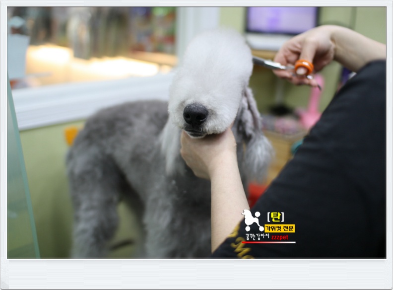 대전 베들링턴 테리어(Bedlington Terrier) 애견미용 #꿈꾸는강아지