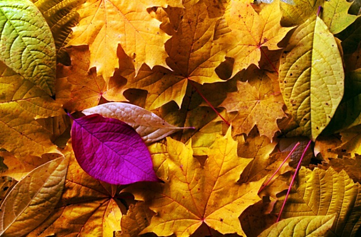 9940C3365DBAA603093DDB