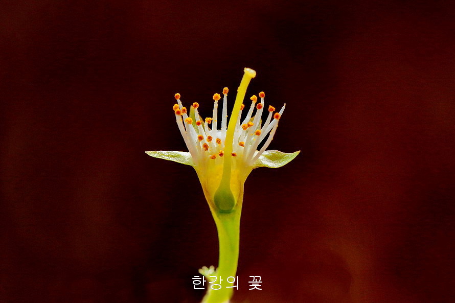 섬벚나무