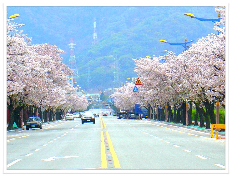 창원진해 [군항제]벚꽃축제*