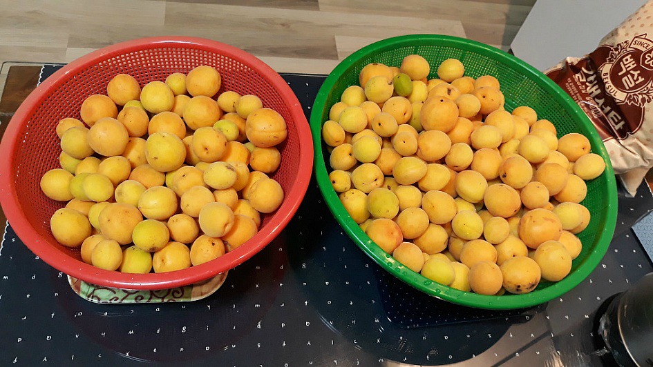 황매실 담그기*