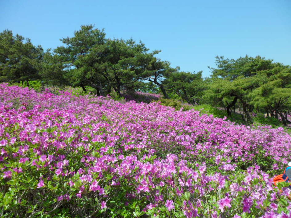 천성산 철쭉 2013-05-12