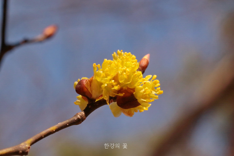 생강나무