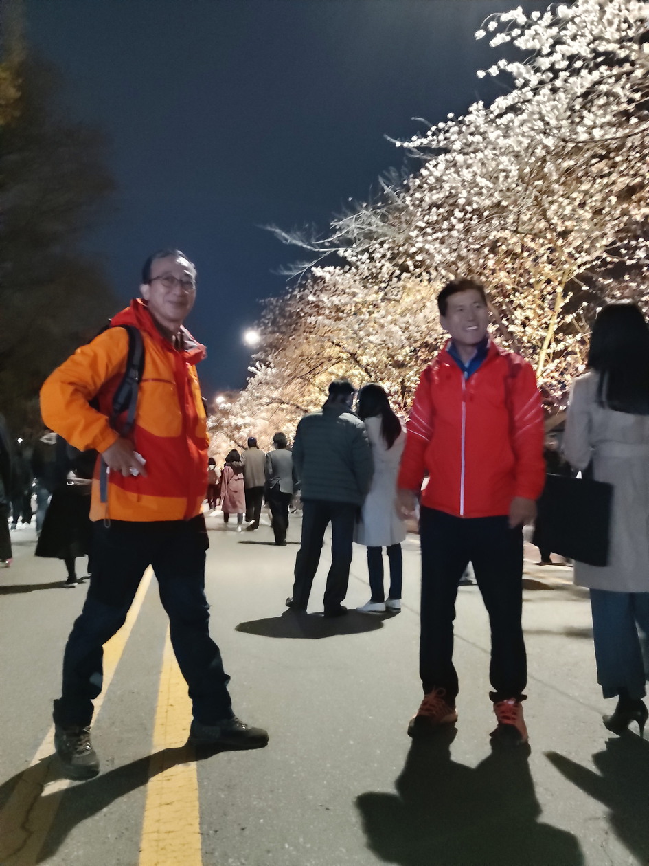 [여의도] 윤중로 벚꽃
