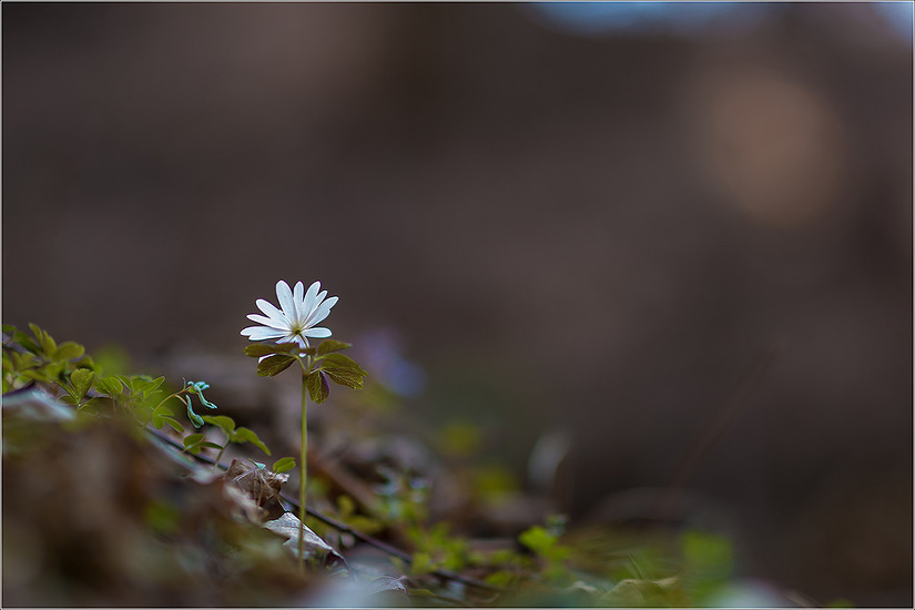 2019.04.04 봄 날 거닐어 본 검단산