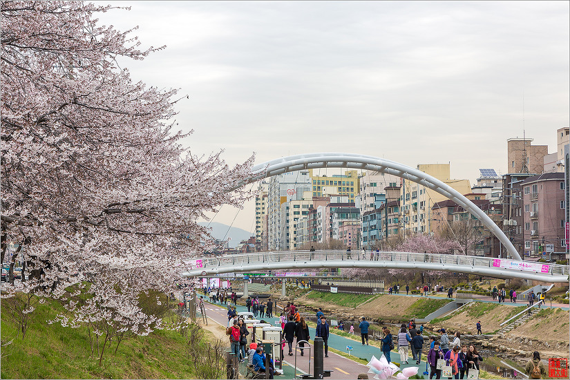 불광천 벚꽃축제 (2019.04.5~6)