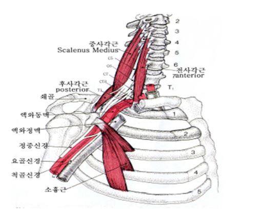 마디들 이미지