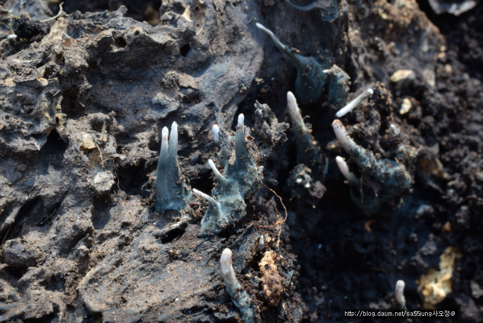 콩꼬투리버섯 Xylaria hypoxylon カノツノタケ