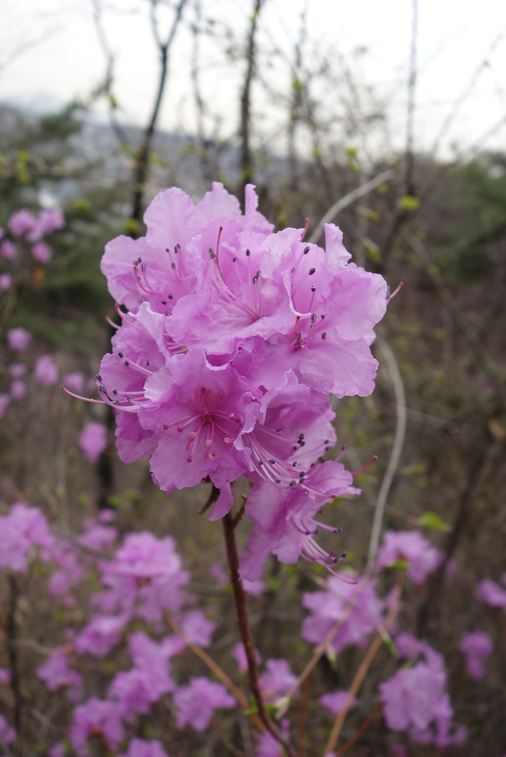 북악산과 북한산 연계 산행(2019.4. 6(토))