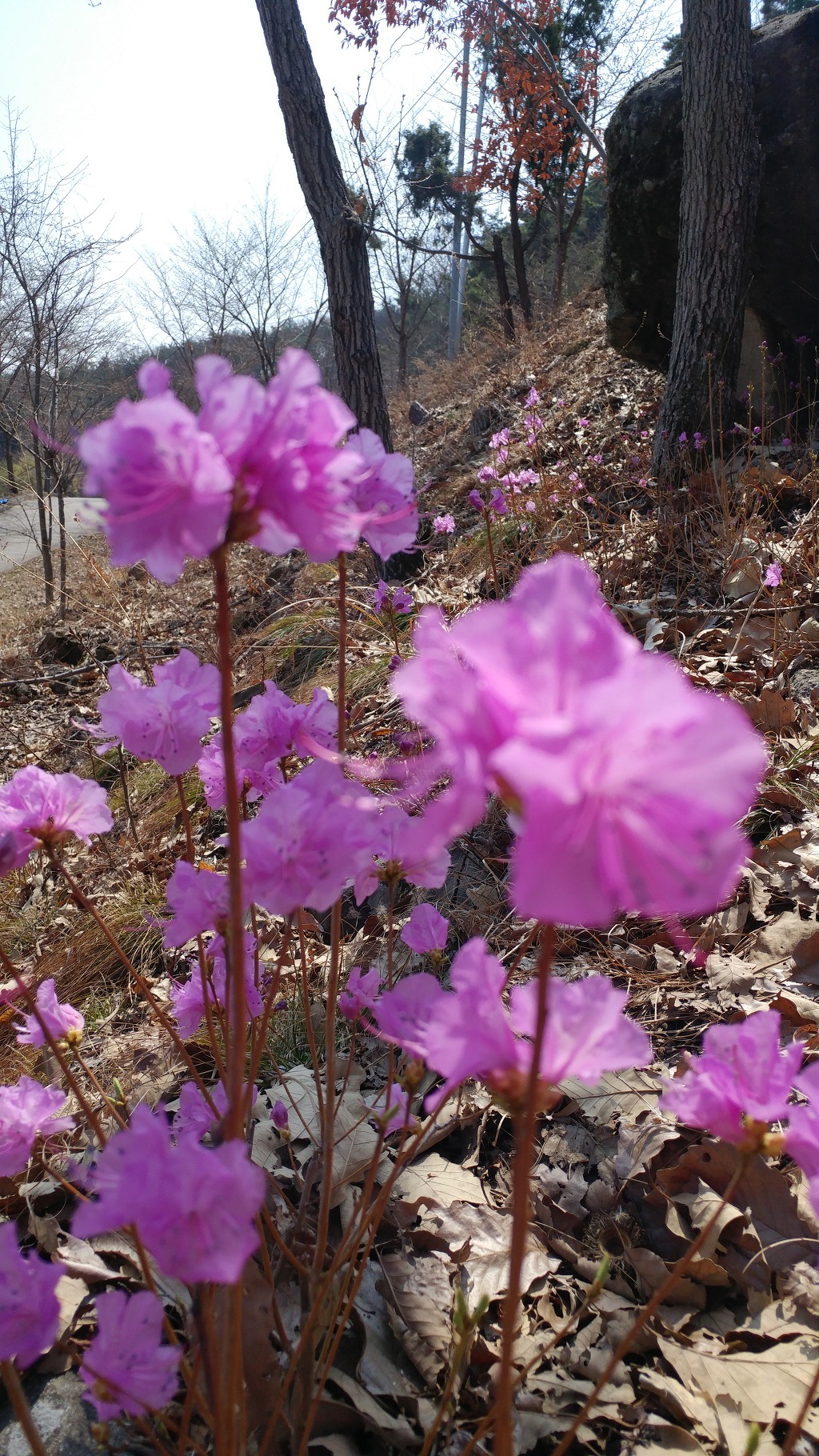 구미에코랜드_산림문화관 및 자생식물단지 봄꽃
