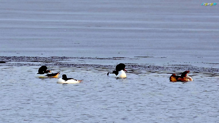 비오리 (Mergus merganser) 겨울철새(2019.01.13)일요일