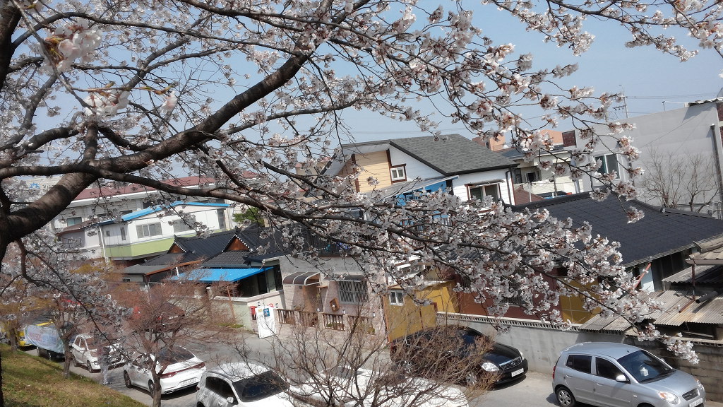 서천둑길 나들이/문경아제